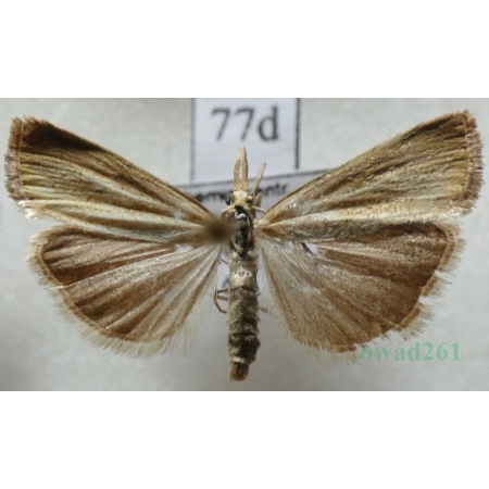 Chrysoteuchia culmella (Linnaeus, 1758) Wachlarzyk ździeblaczek Czech77d
